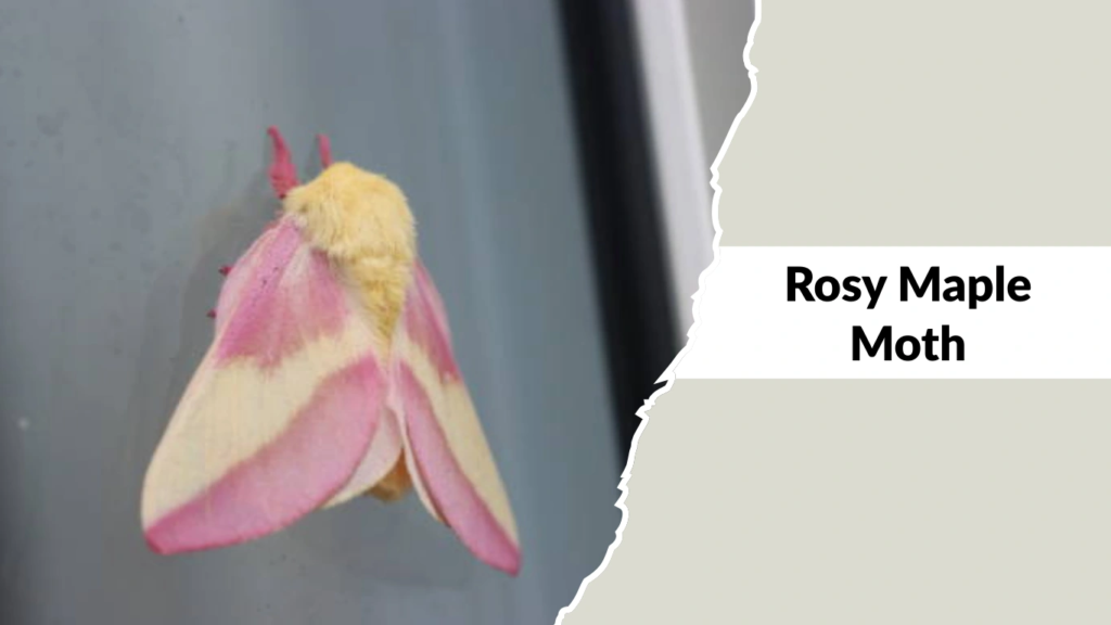 Rosy Maple Moth