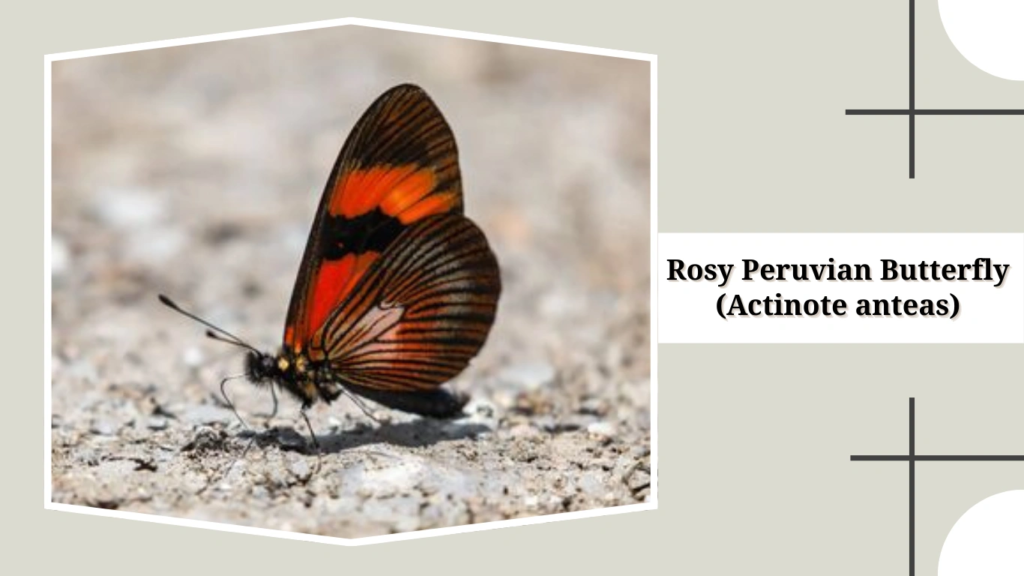 Rosy Peruvian Butterfly (Actinote anteas)