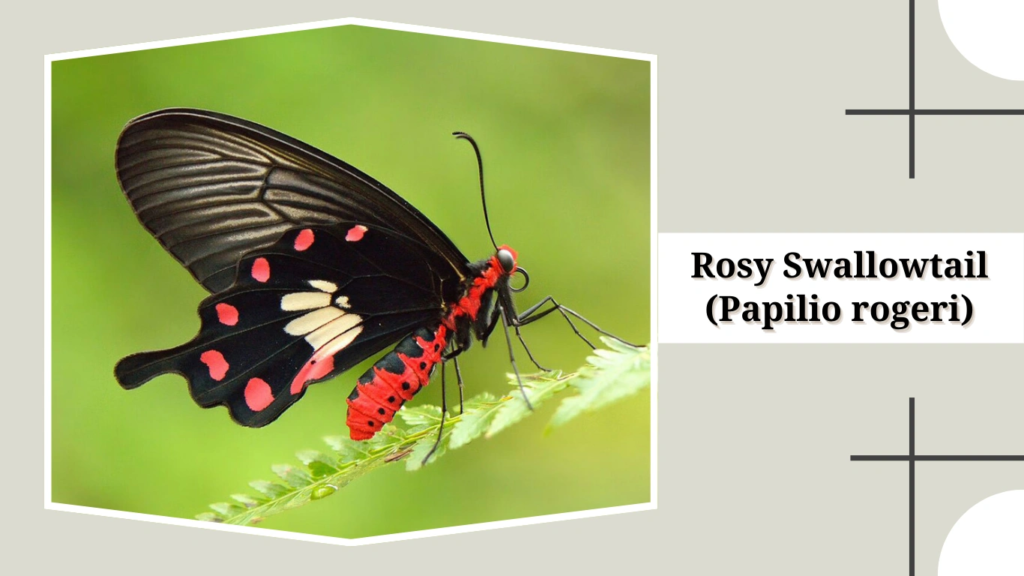 Rosy Swallowtail (Papilio rogeri)