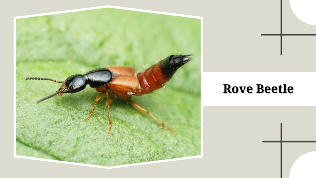 Rove Beetle