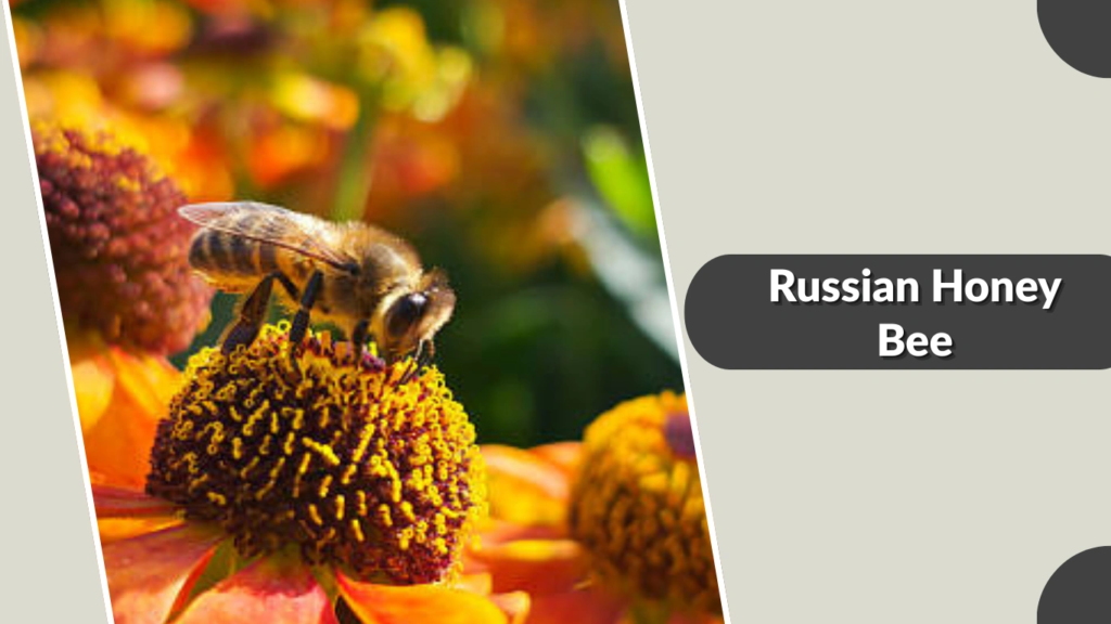 Russian Honey Bee