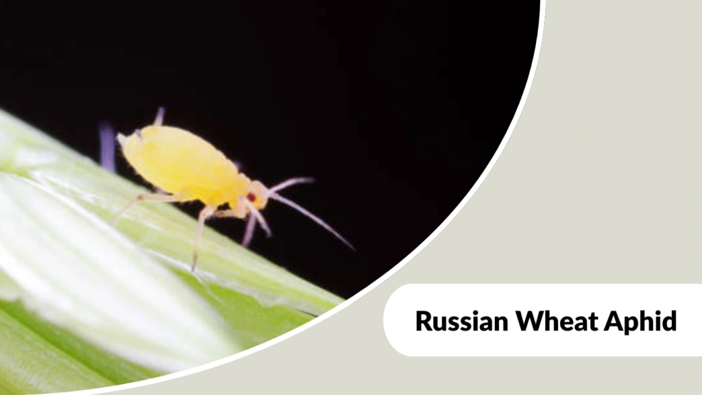 Russian Wheat Aphid