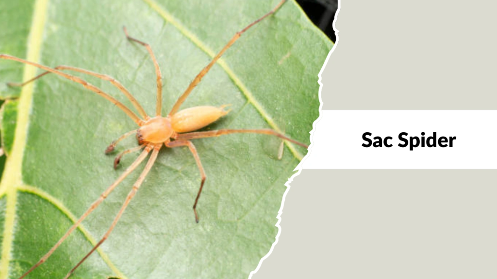 Sac Spider