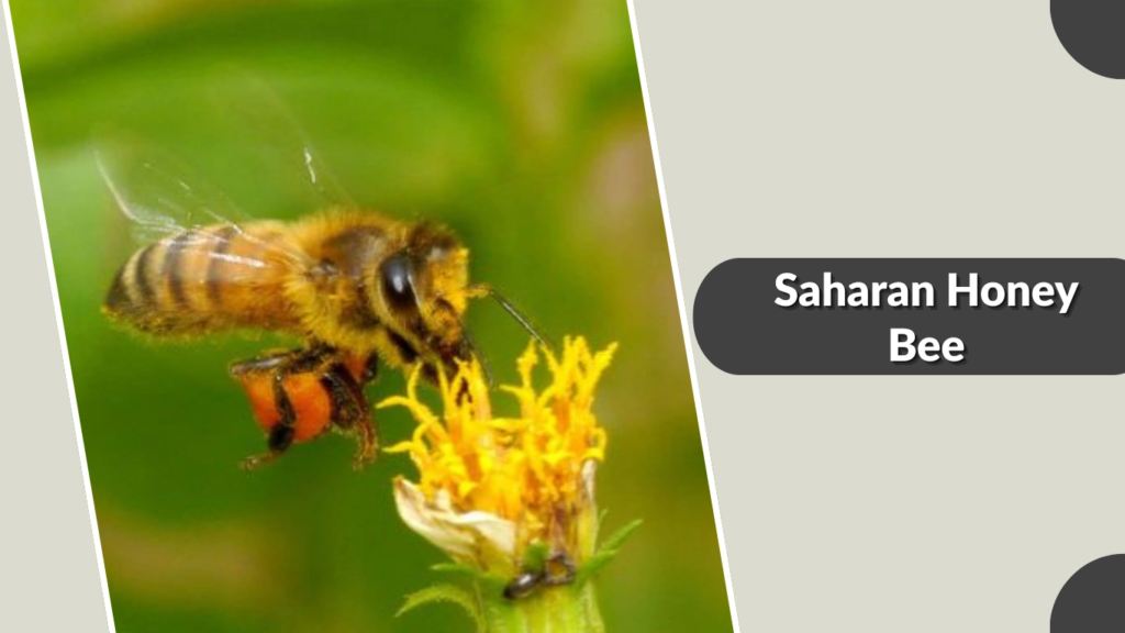 Saharan Honey Bee