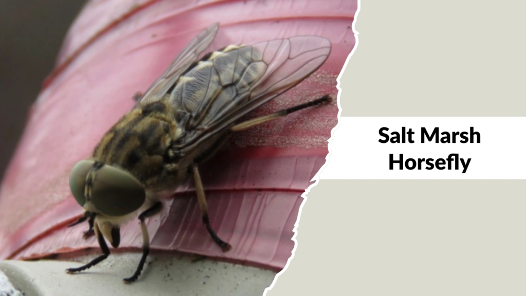 Salt Marsh Horsefly