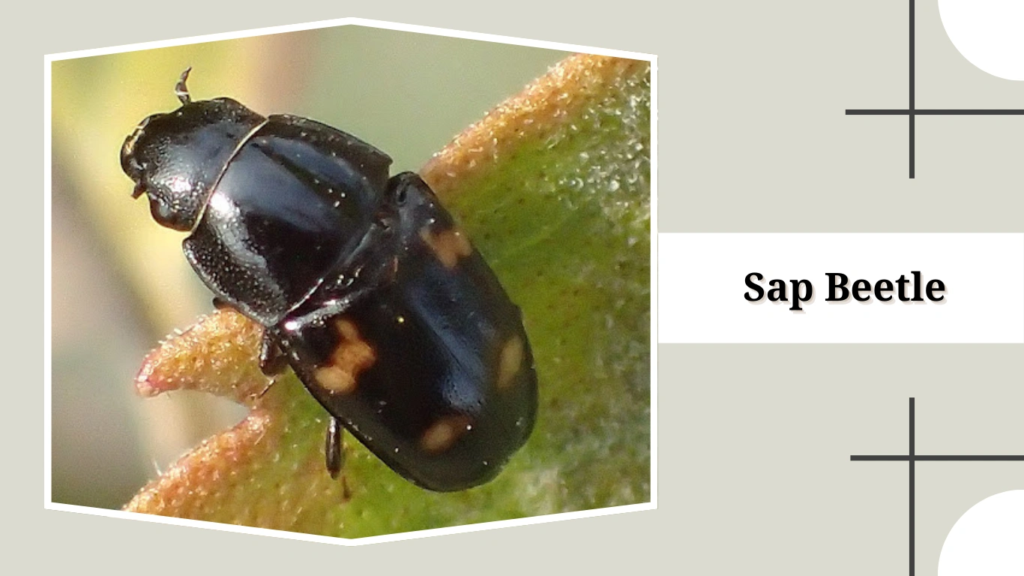 Sap Beetle