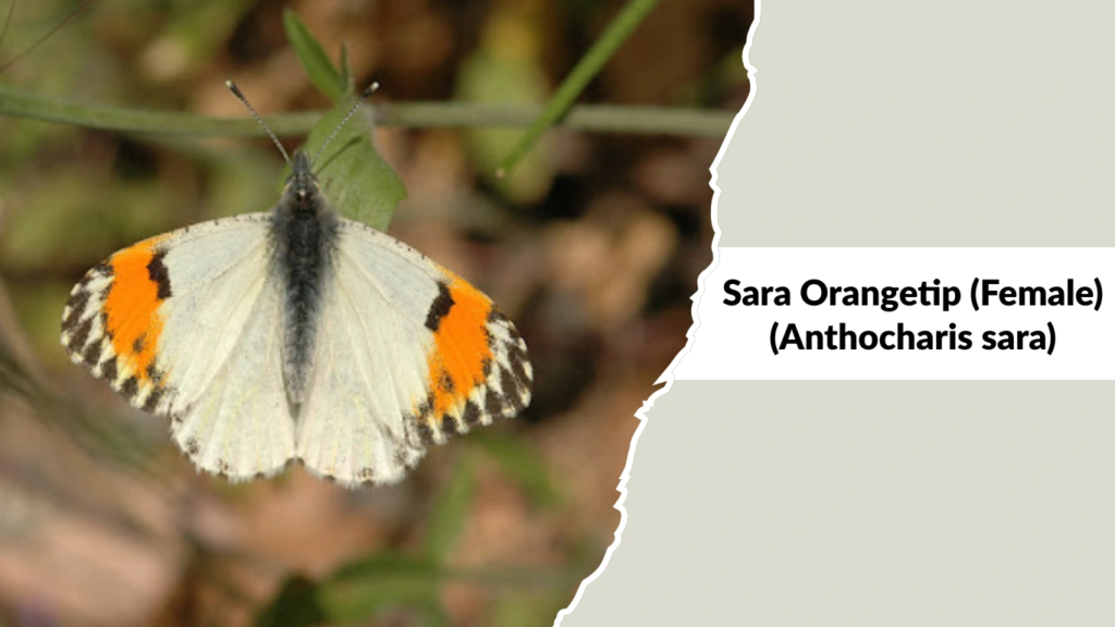 Sara Orangetip (Female) (Anthocharis sara)