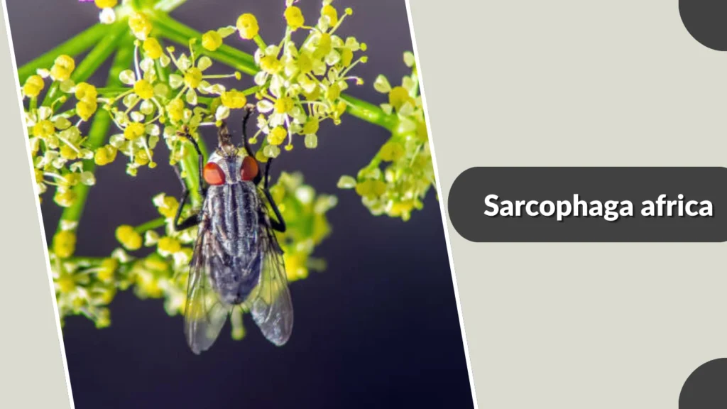 Sarcophaga africa