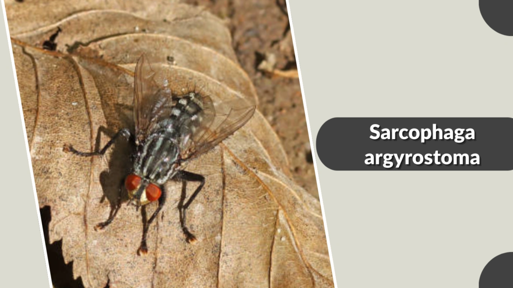 Sarcophaga argyrostoma