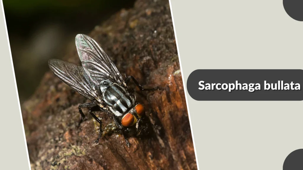 Sarcophaga bullata