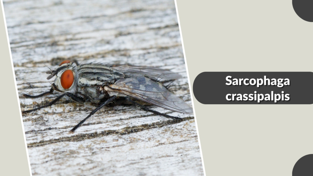 Sarcophaga crassipalpis