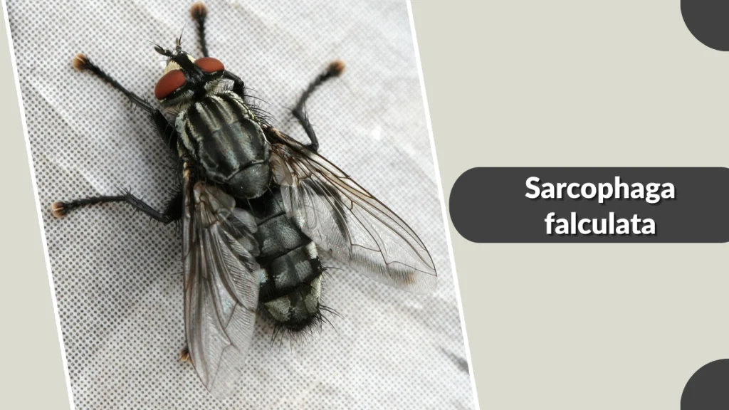 Sarcophaga falculata