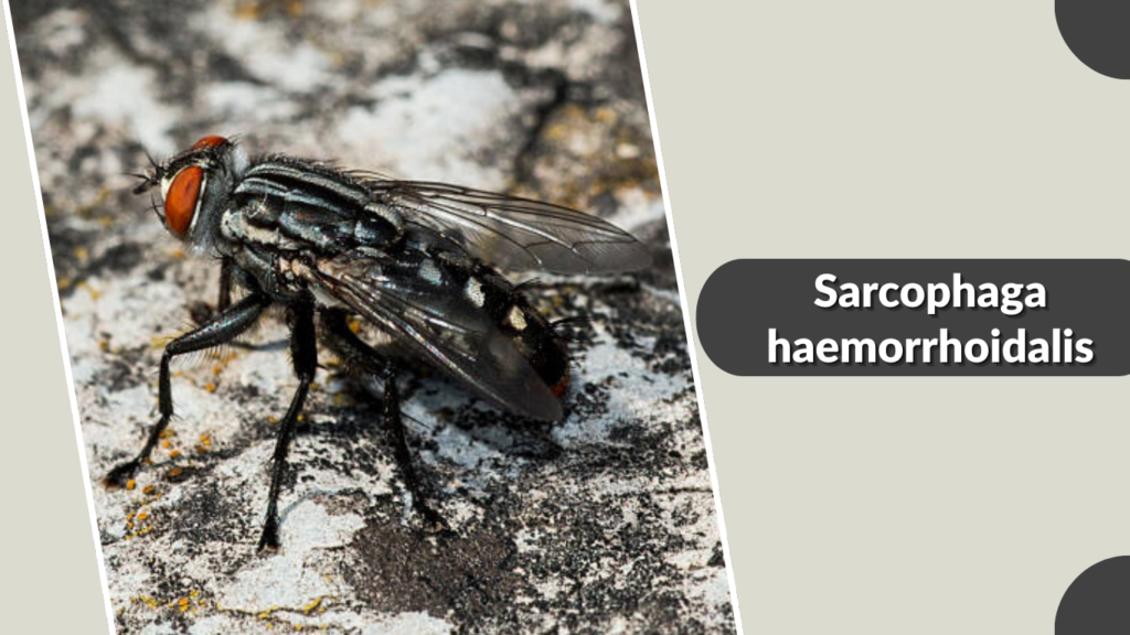 Sarcophaga haemorrhoidalis