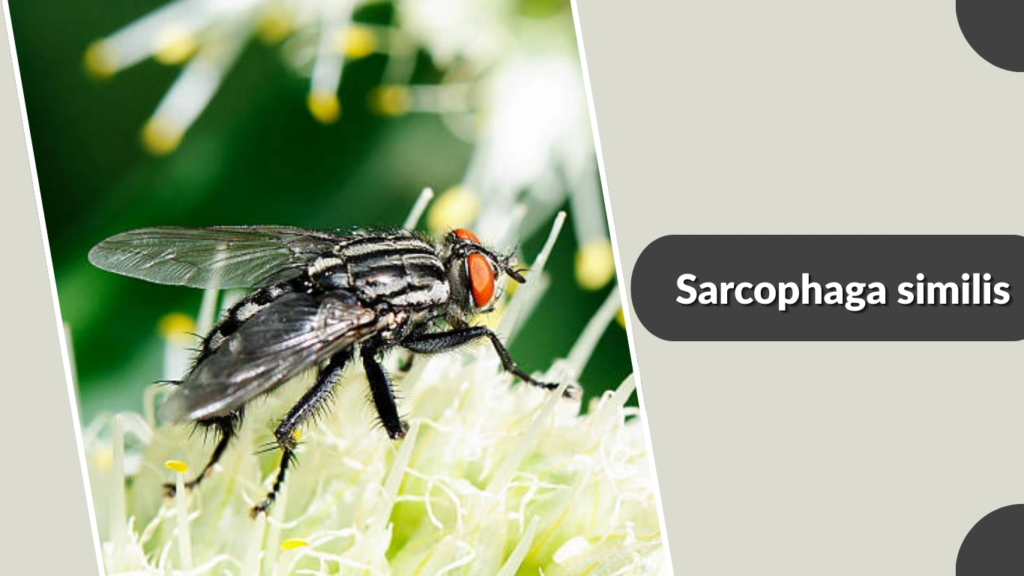 Sarcophaga similis