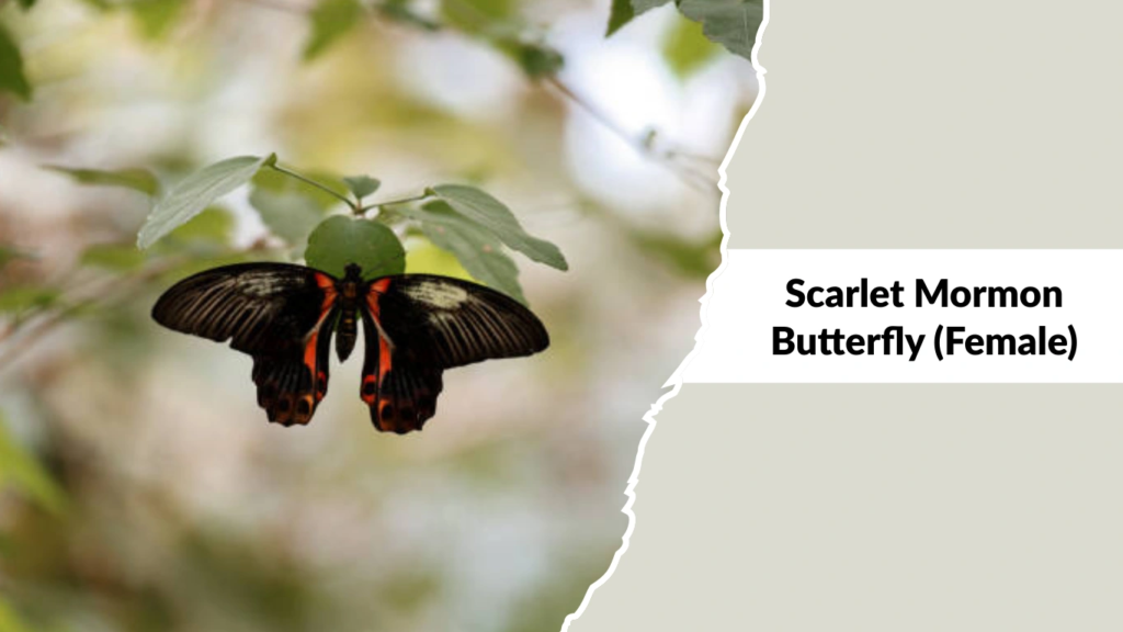 Scarlet Mormon Butterfly (Female)