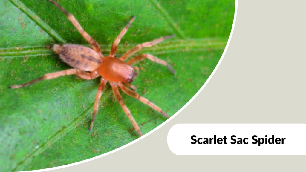 Scarlet Sac Spider