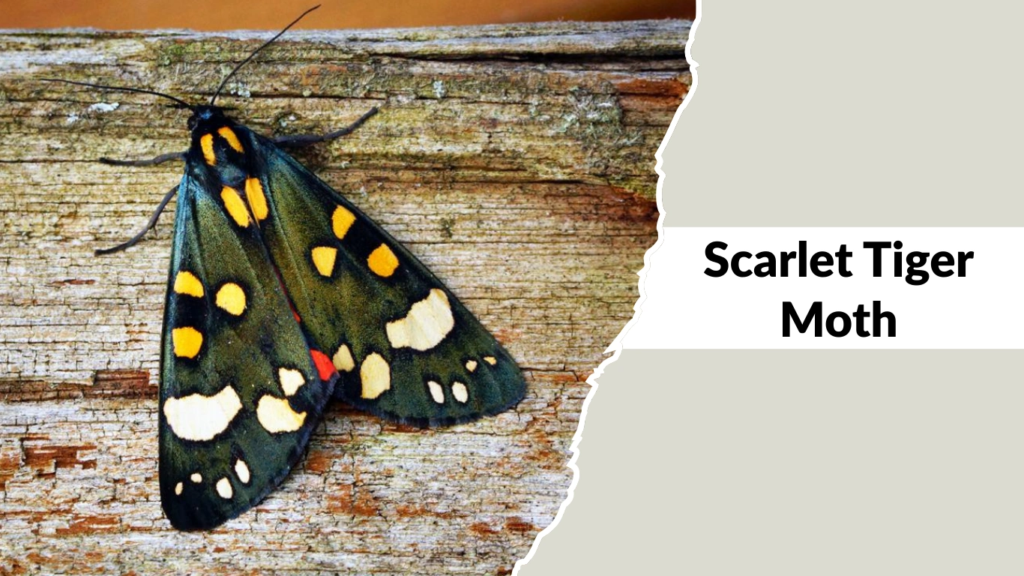 Scarlet Tiger Moth