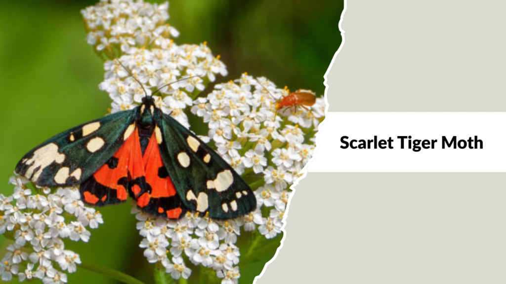 Scarlet Tiger Moth