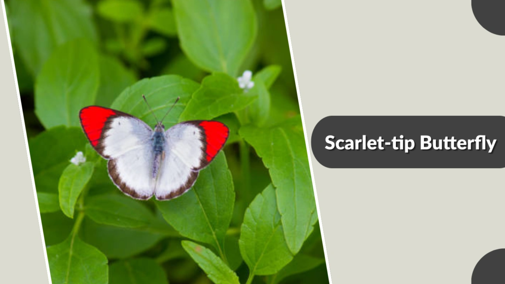 Scarlet-tip Butterfly