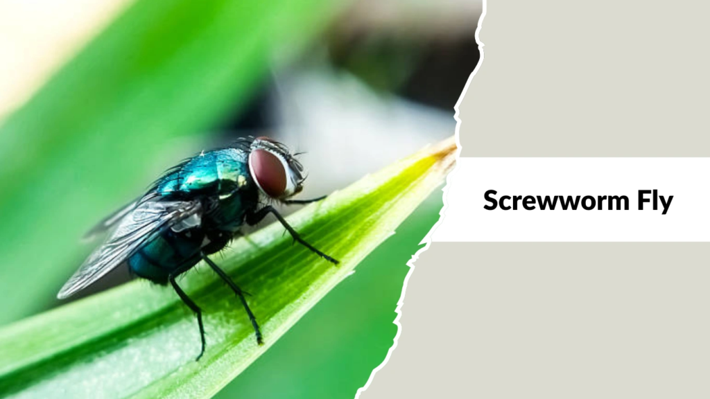 Screwworm Fly