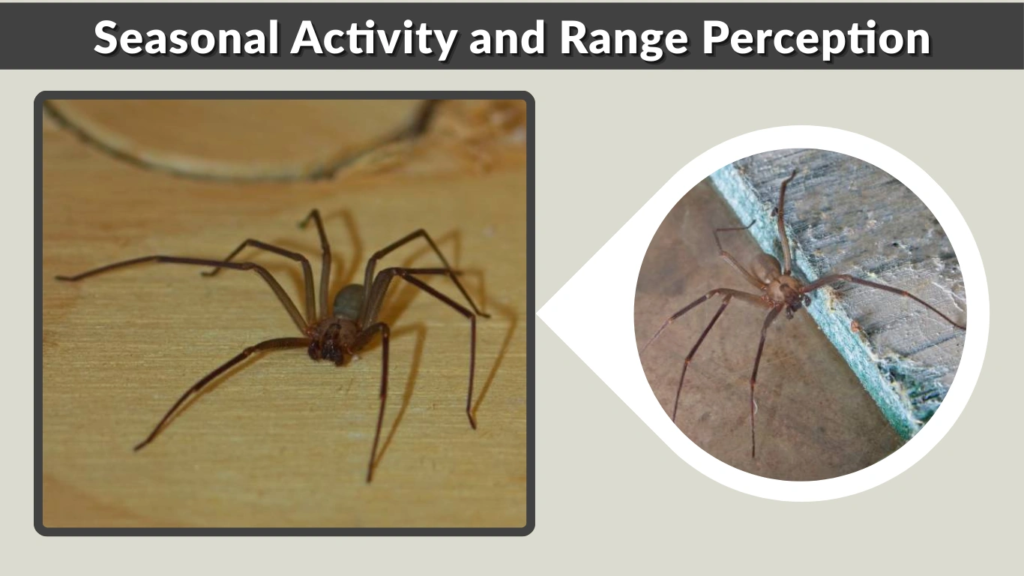 Seasonal Activity and Range Perception