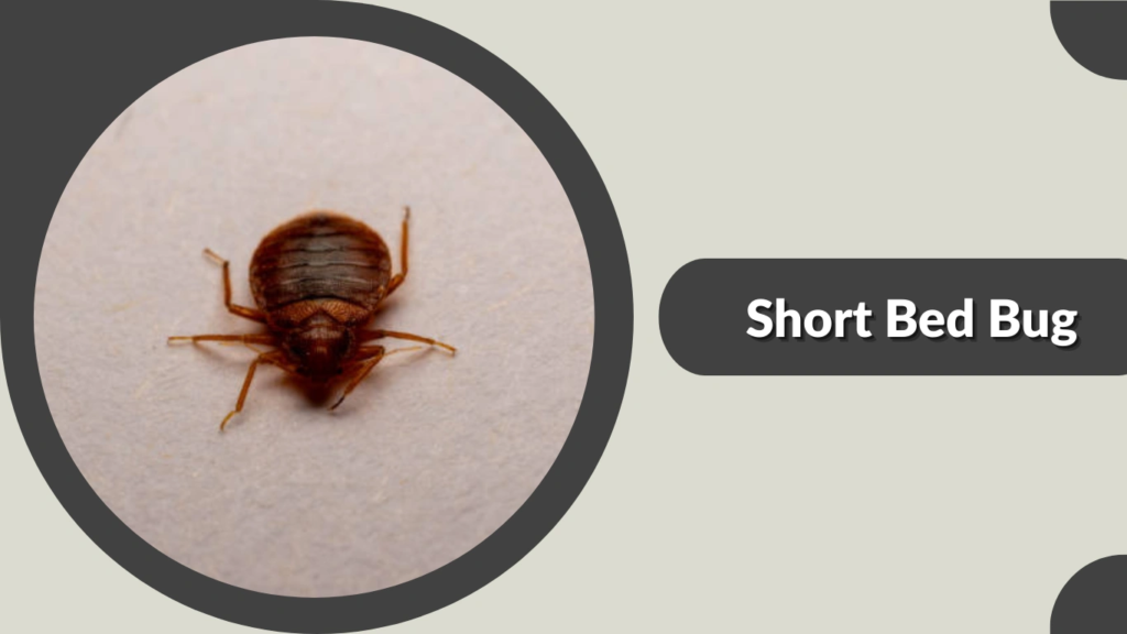 Short Bed Bug