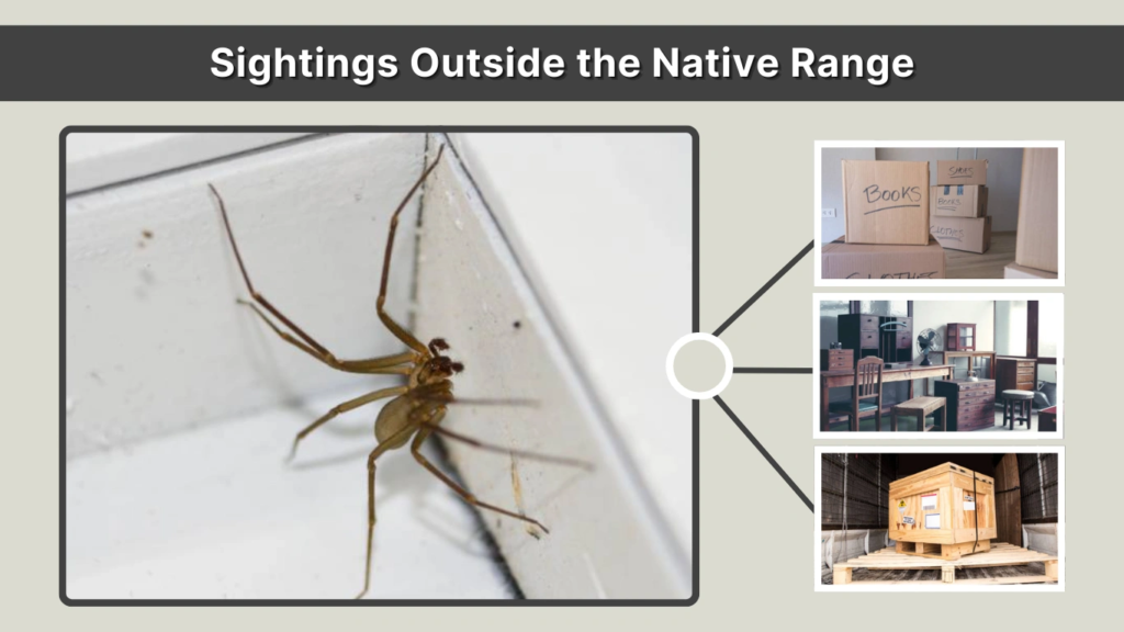 Sightings Outside the Native Range