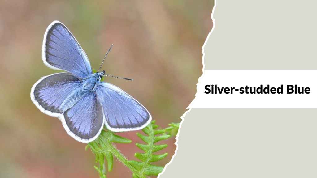 Silver-studded Blue
