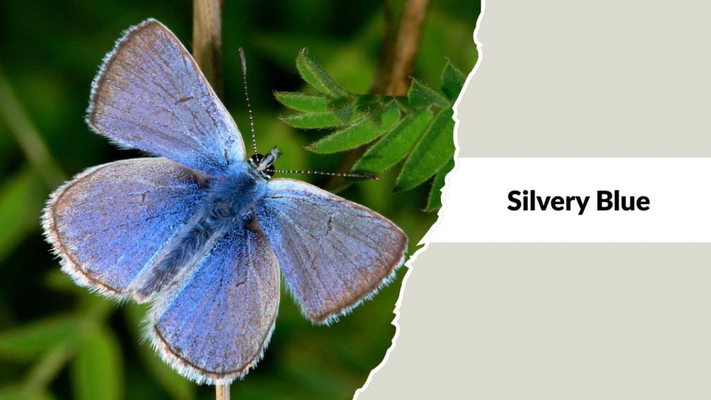 Silvery Blue