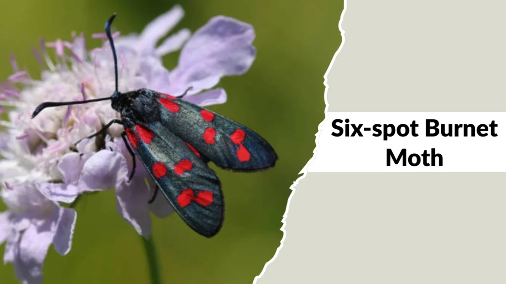Six-spot Burnet Moth