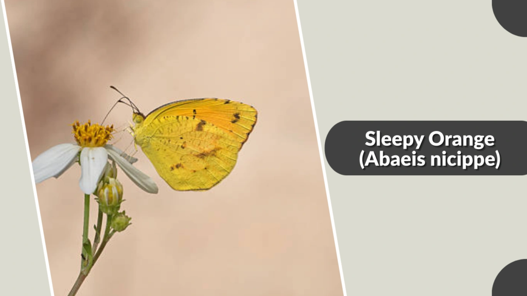 Sleepy Orange (Abaeis nicippe)