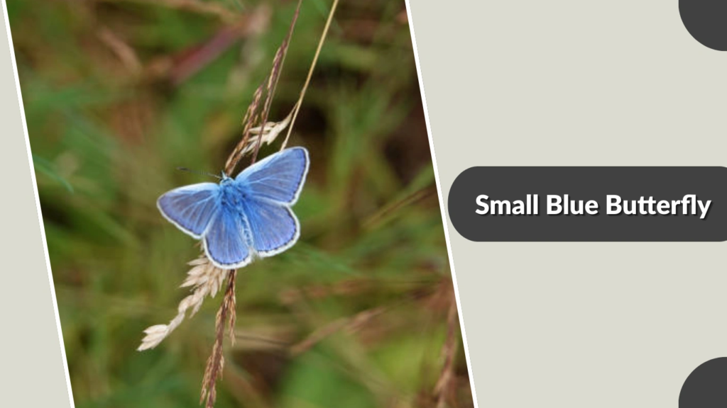 Small Blue Butterfly