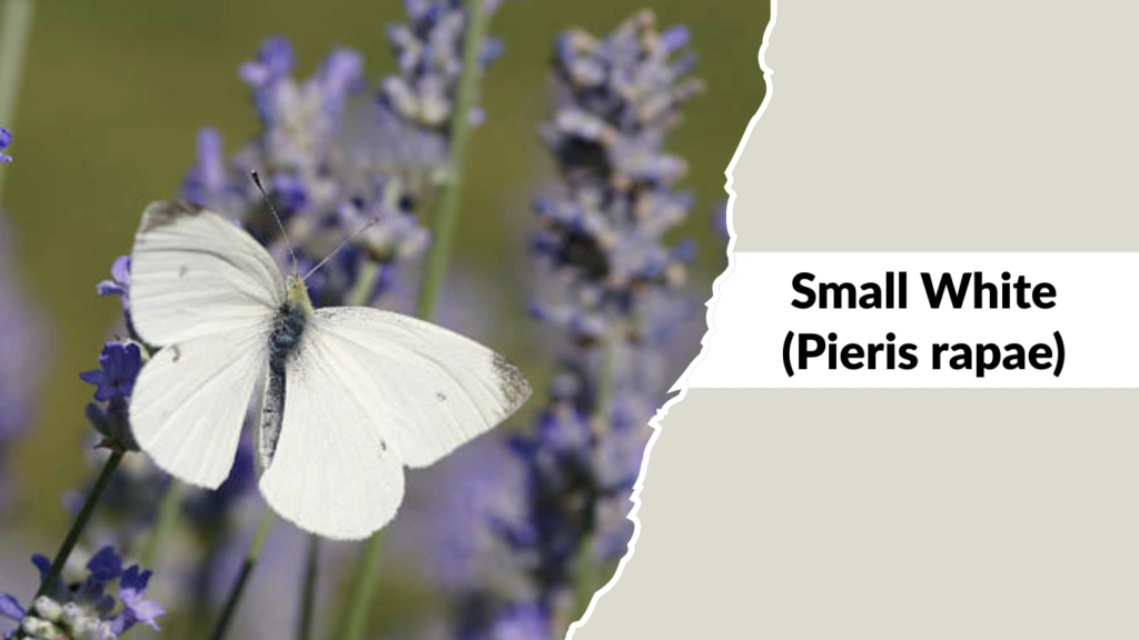 Small White (Pieris rapae)