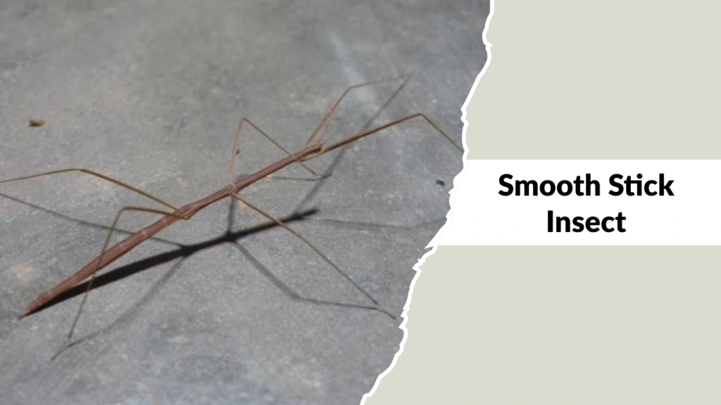 Smooth Stick Insect