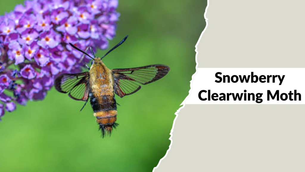 Snowberry Clearwing Moth