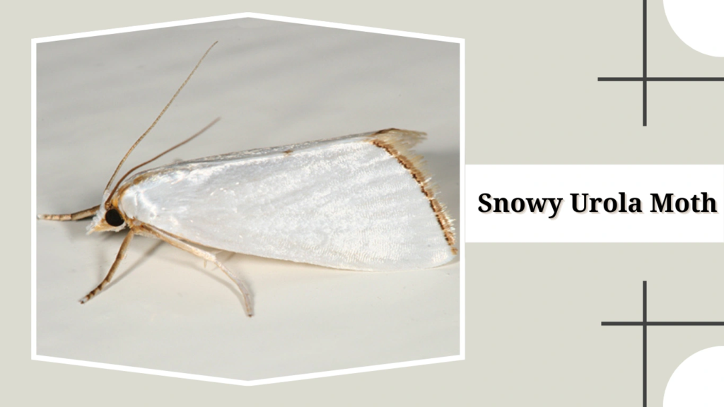 Snowy Urola Moth