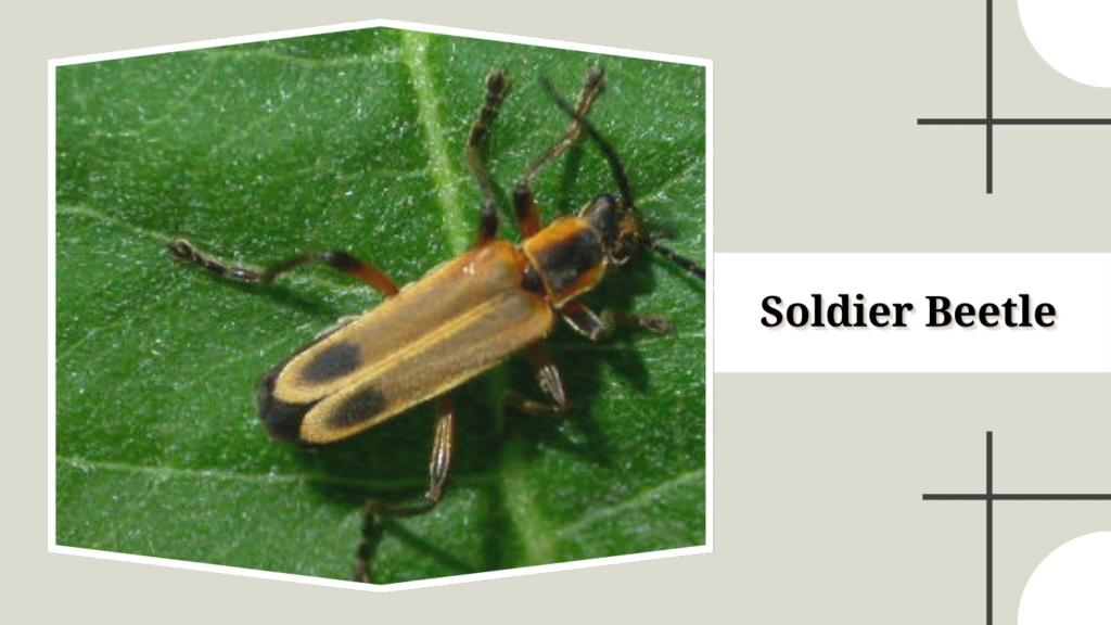 Soldier Beetle