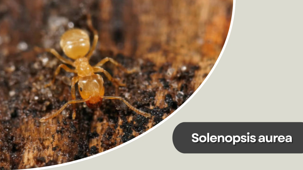Solenopsis aurea