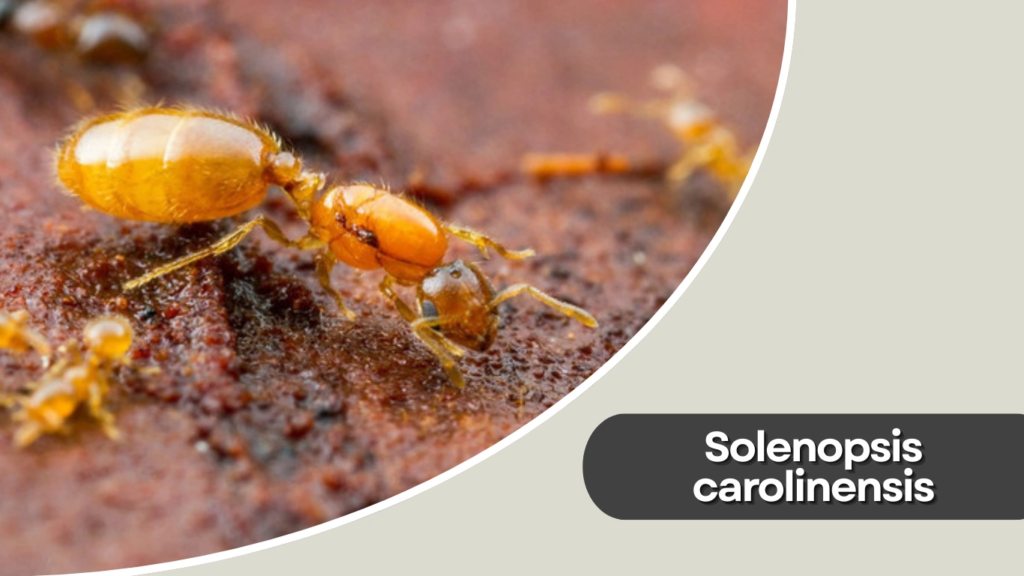 Solenopsis carolinensis