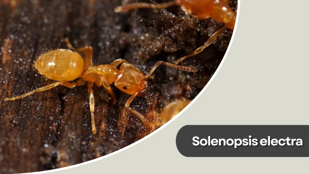 Solenopsis electra