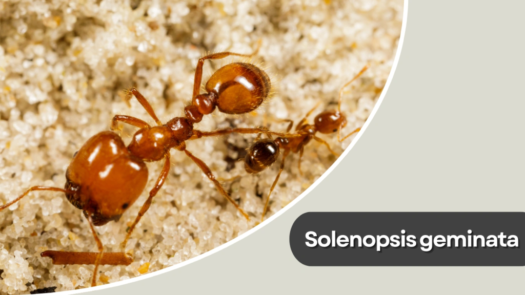 Solenopsis geminata
