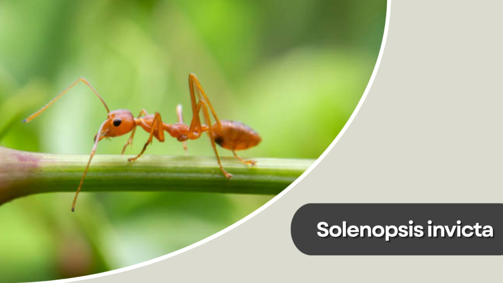 Solenopsis invicta