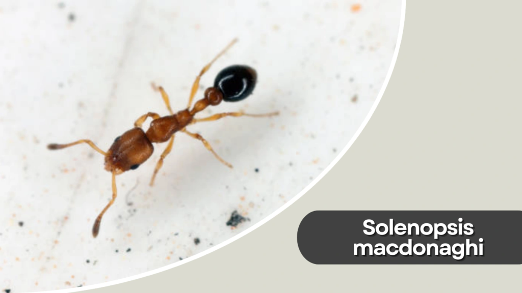 Solenopsis macdonaghi