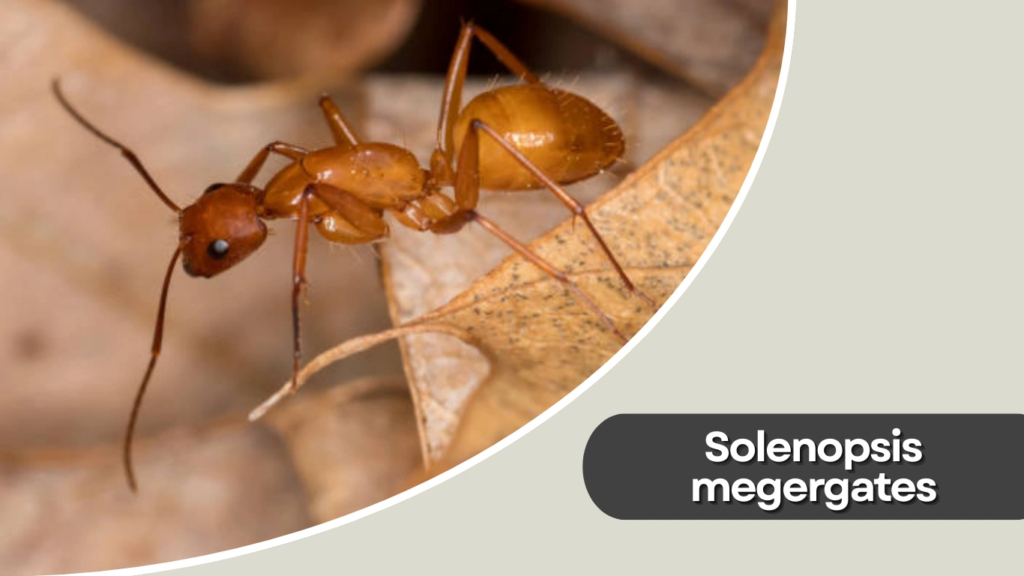 Solenopsis megergates