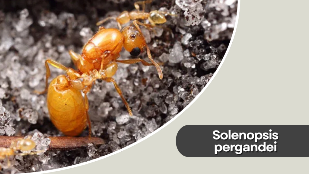 Solenopsis pergandei