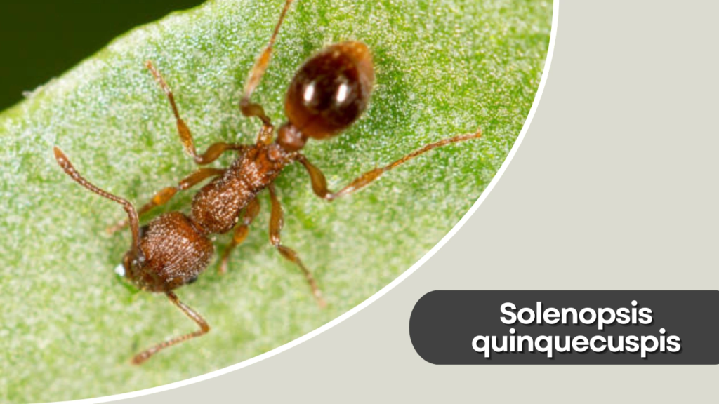 Solenopsis quinquecuspis