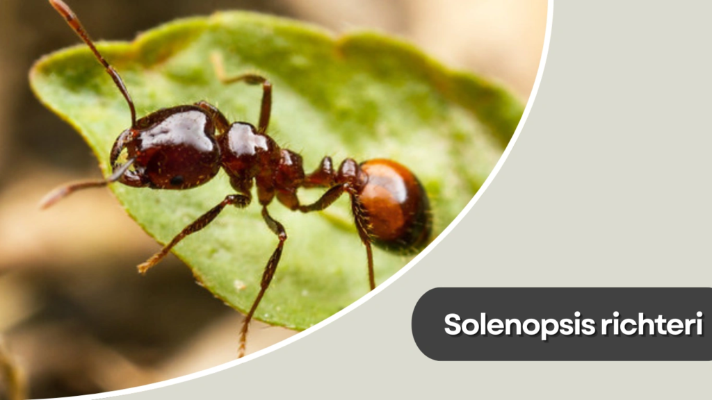Solenopsis richteri