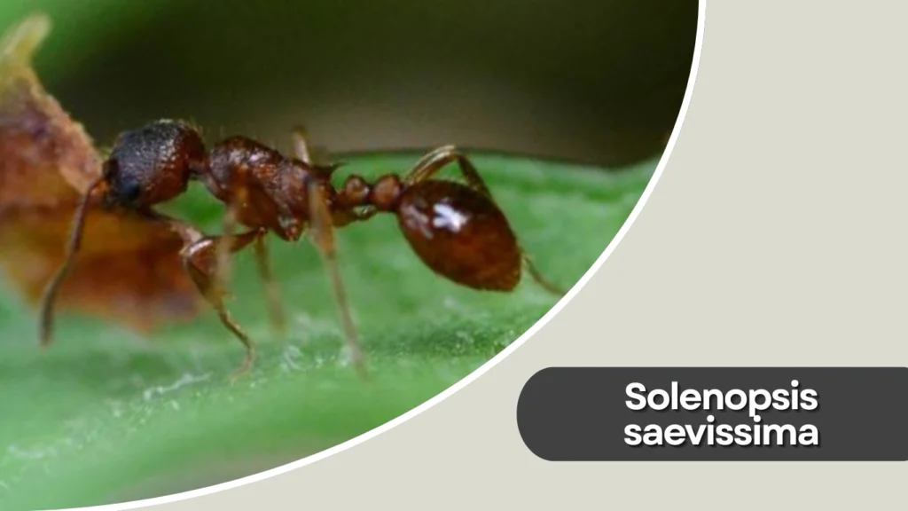 Solenopsis saevissima