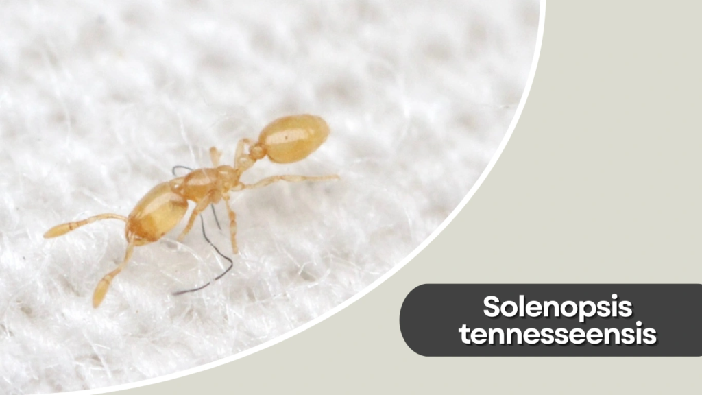 Solenopsis tennesseensis