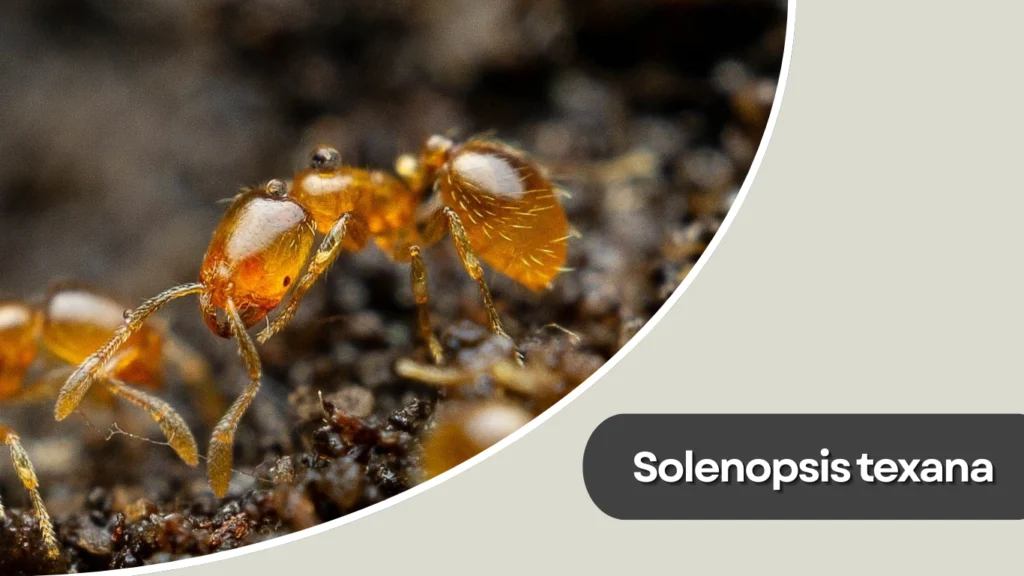 Solenopsis texana